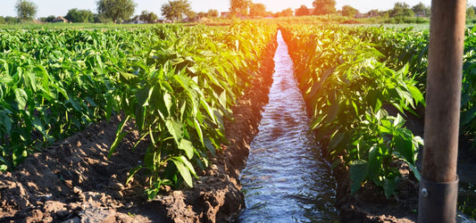 How to Use a Solar DC Water Pump for Drip Irrigation? And Why?