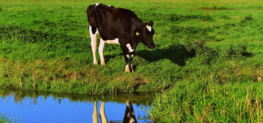 ROCKSOLAR Solar DC Water Pumps is a game changer for Canadian Cattle Farmers