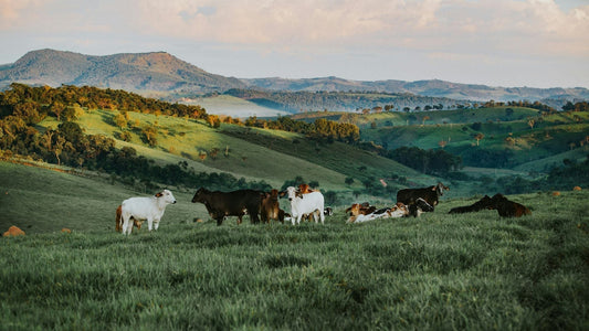 Top 6 Benefits of Solar Powered Cattle Water Pumps for Farmers