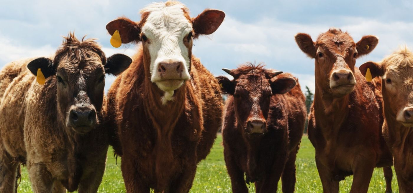 Keeping Livestock Hydrated with ROCKSOLAR: The Power of Solar Water Pumps