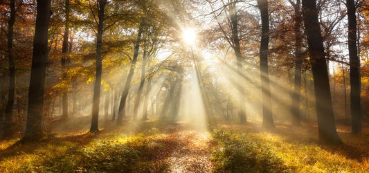 The Future of Solar Energy: Sustainable Growth and Innovations