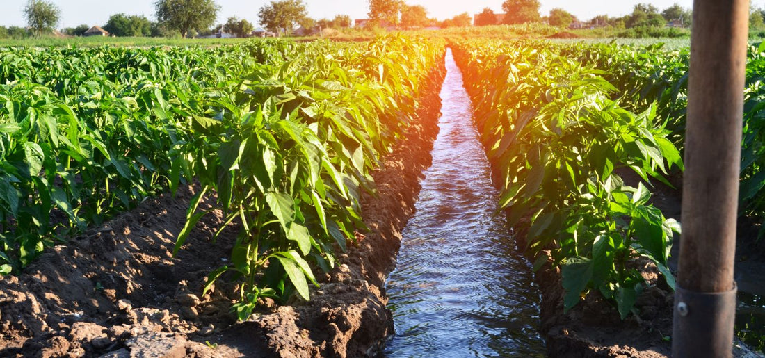 How to Use a Solar DC Water Pump for Drip Irrigation? And Why?