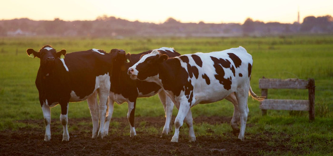 Powering Agriculture with the Sun: Why More Canadian Farmers Are Going Solar