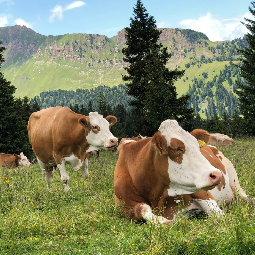Pumps For Livestock